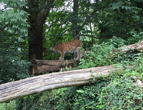 Mein Luchs!